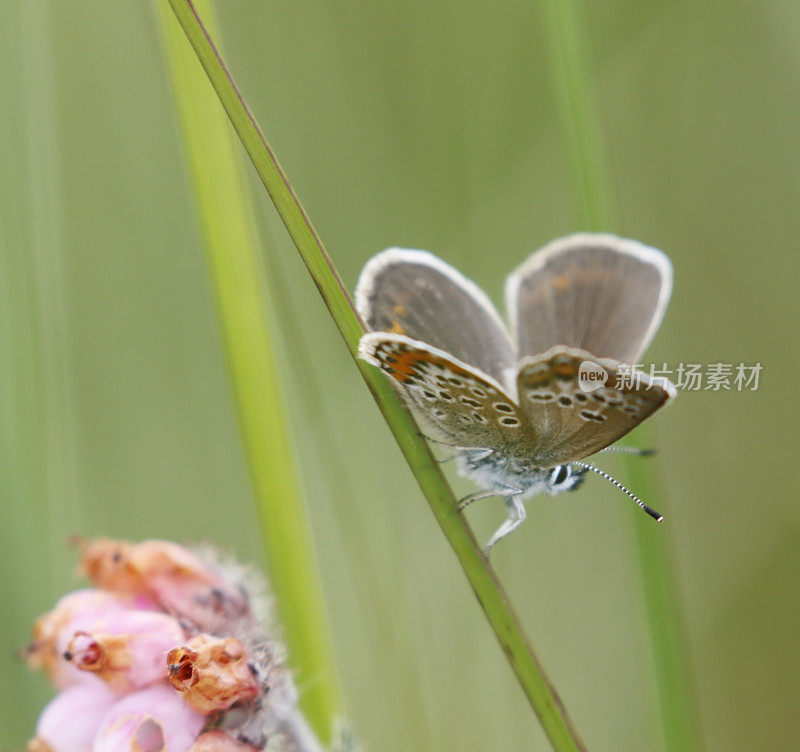 银色镶嵌蓝蝴蝶(Plebejus argus)雌性